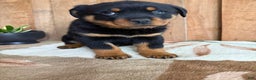 Rottweiler dogs for sale: Luke - Ad 4