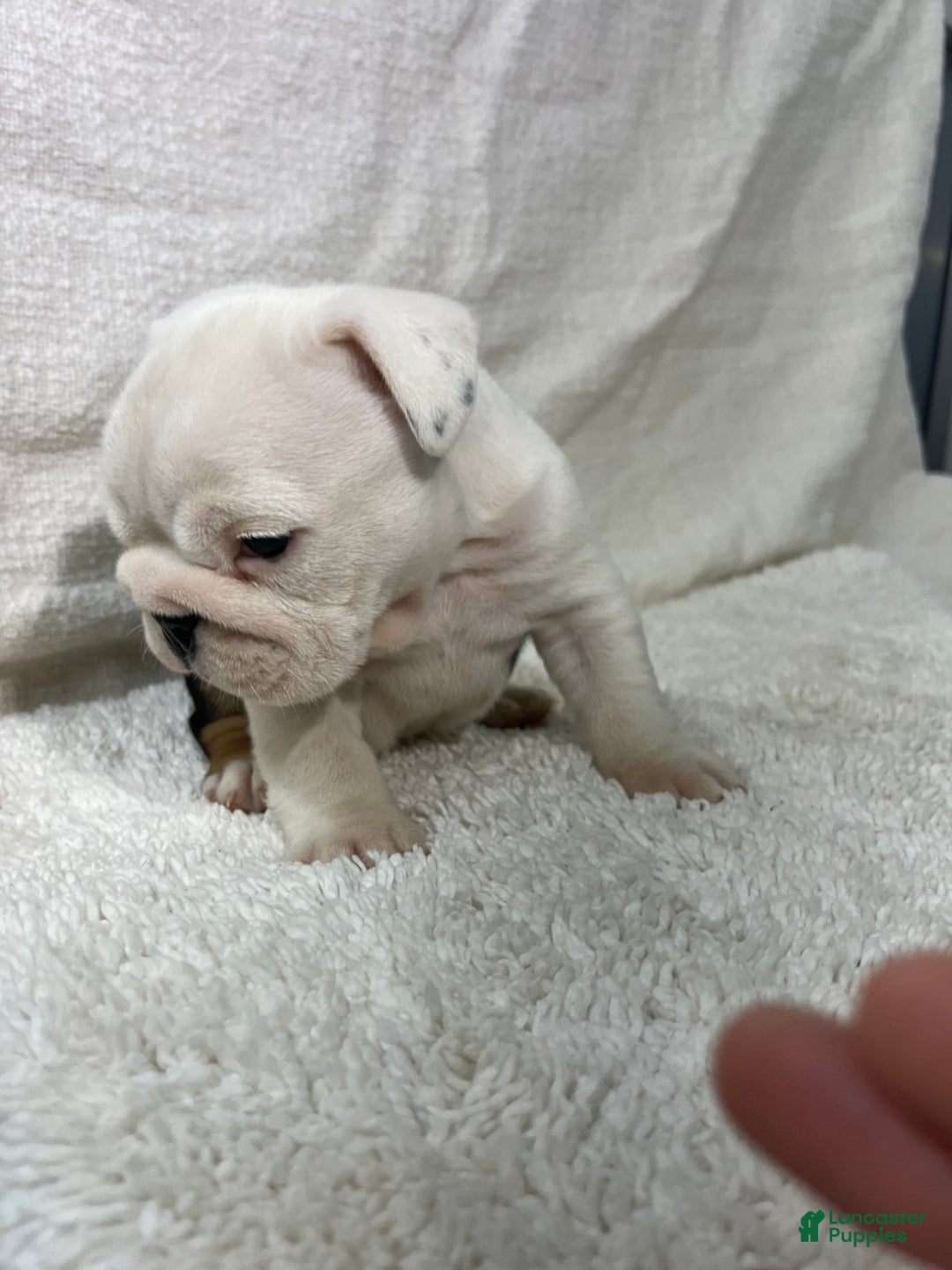 English Bulldog dogs for sale: Ava - Ad 3