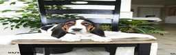 Basset Hound dogs for sale: Jingles - Ad 3