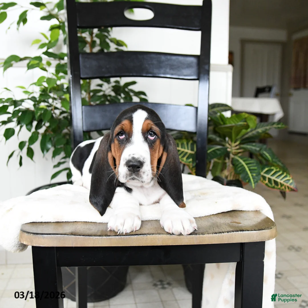 Basset Hound dogs for sale: Jingles - Ad 3