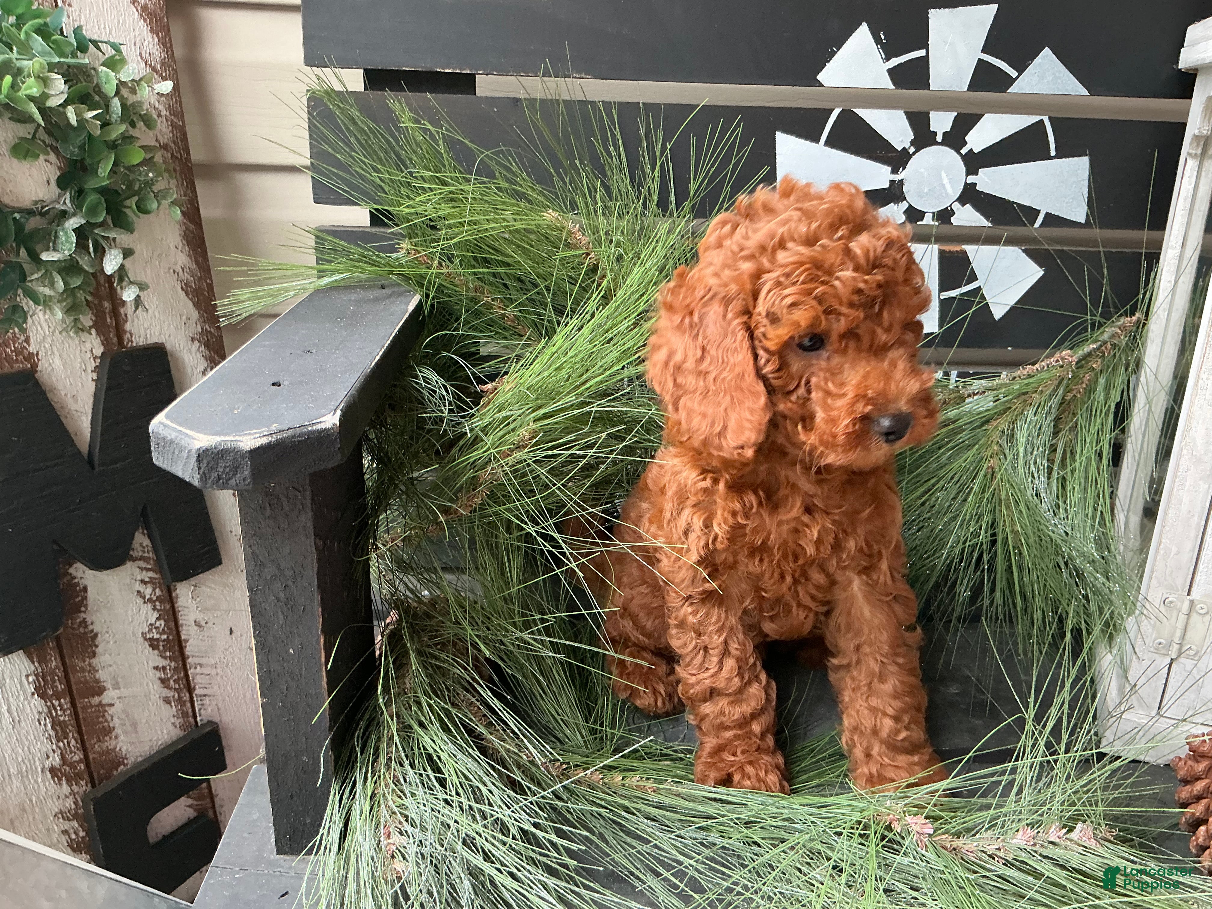 Irish Doodle dogs Colby - Ad 2