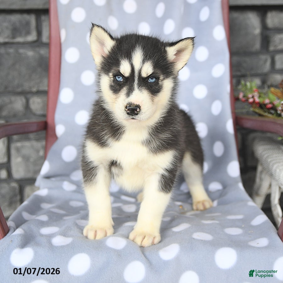 Siberian Husky dogs Conner - Ad 17