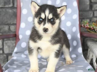 Siberian Husky dogs Conner - Ad 29