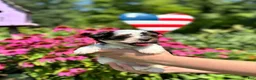 Biewer Terrier dogs for sale: Biewer Terrier 2 - Ad 6