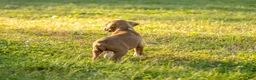 Boxer dogs for sale: Flower - Ad 4