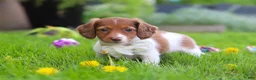 Miniature Dachshund dogs for sale: Poppy - Ad 5