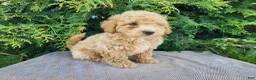 Mini Bernedoodle dogs for sale: Liam - Ad 5