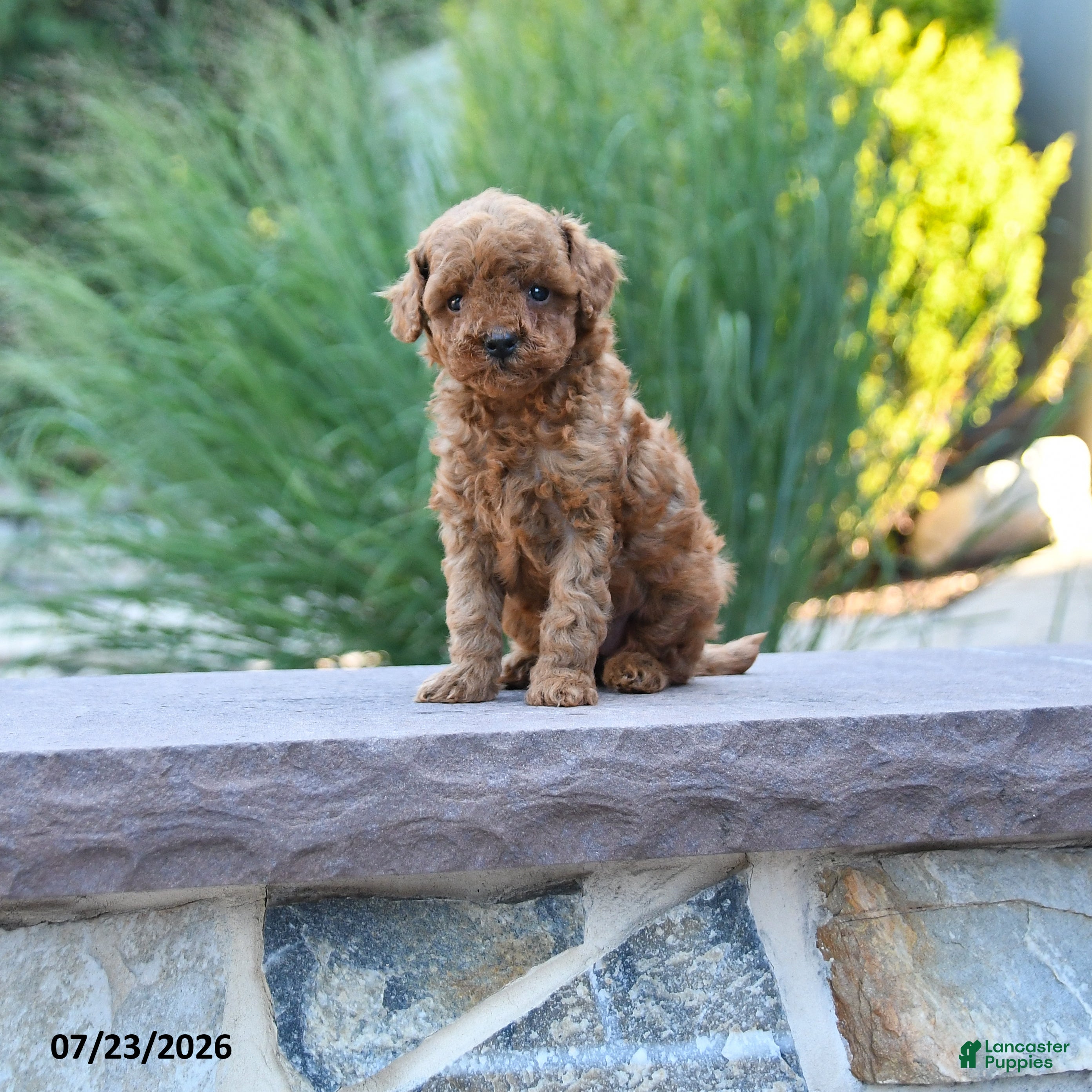 Toy Poodle dogs Tiny Kerrie - Ad 1