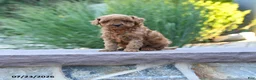 Toy Poodle dogs for sale: Tiny Kerrie - Ad 1