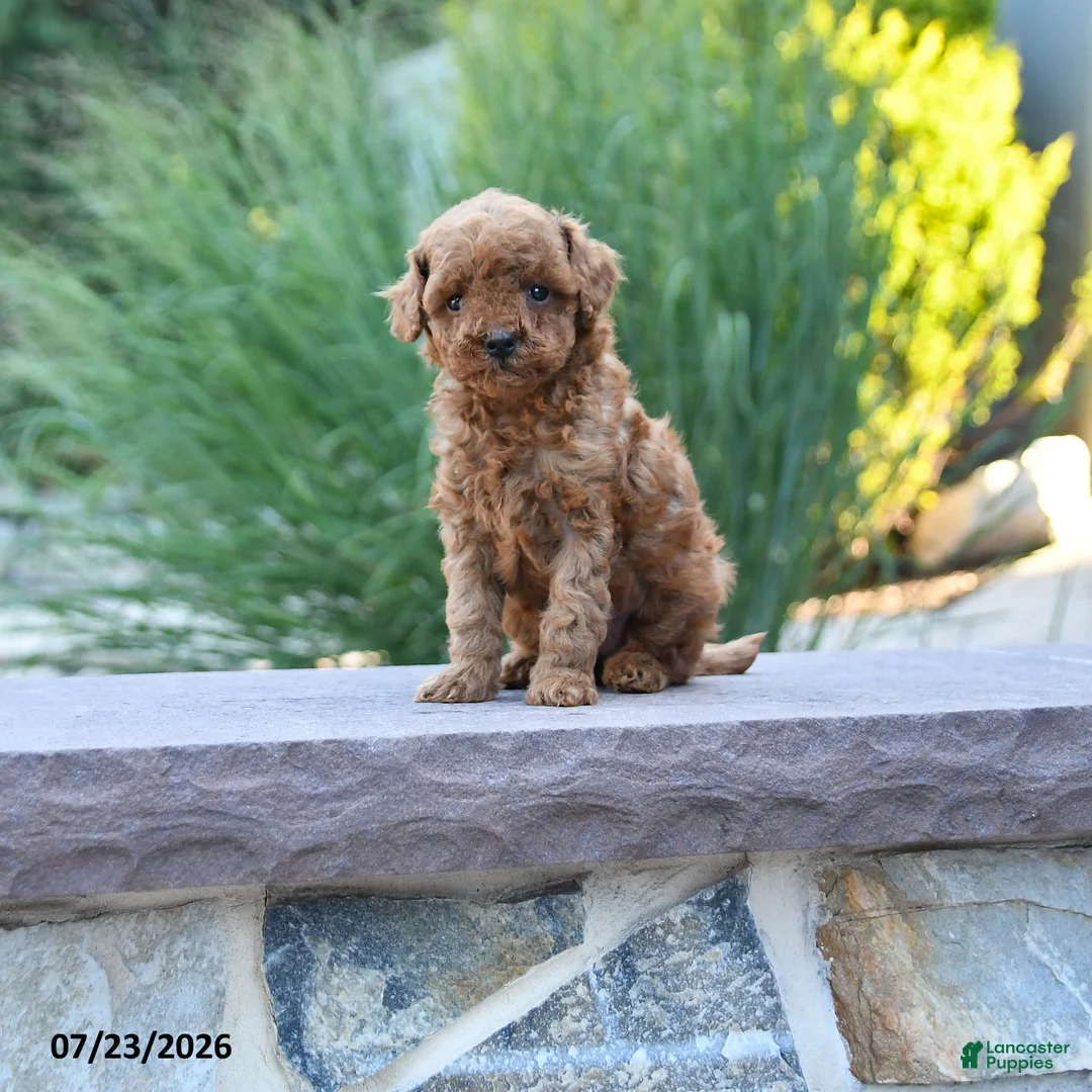 Toy Poodle dogs for sale: Tiny Kerrie - Ad 1