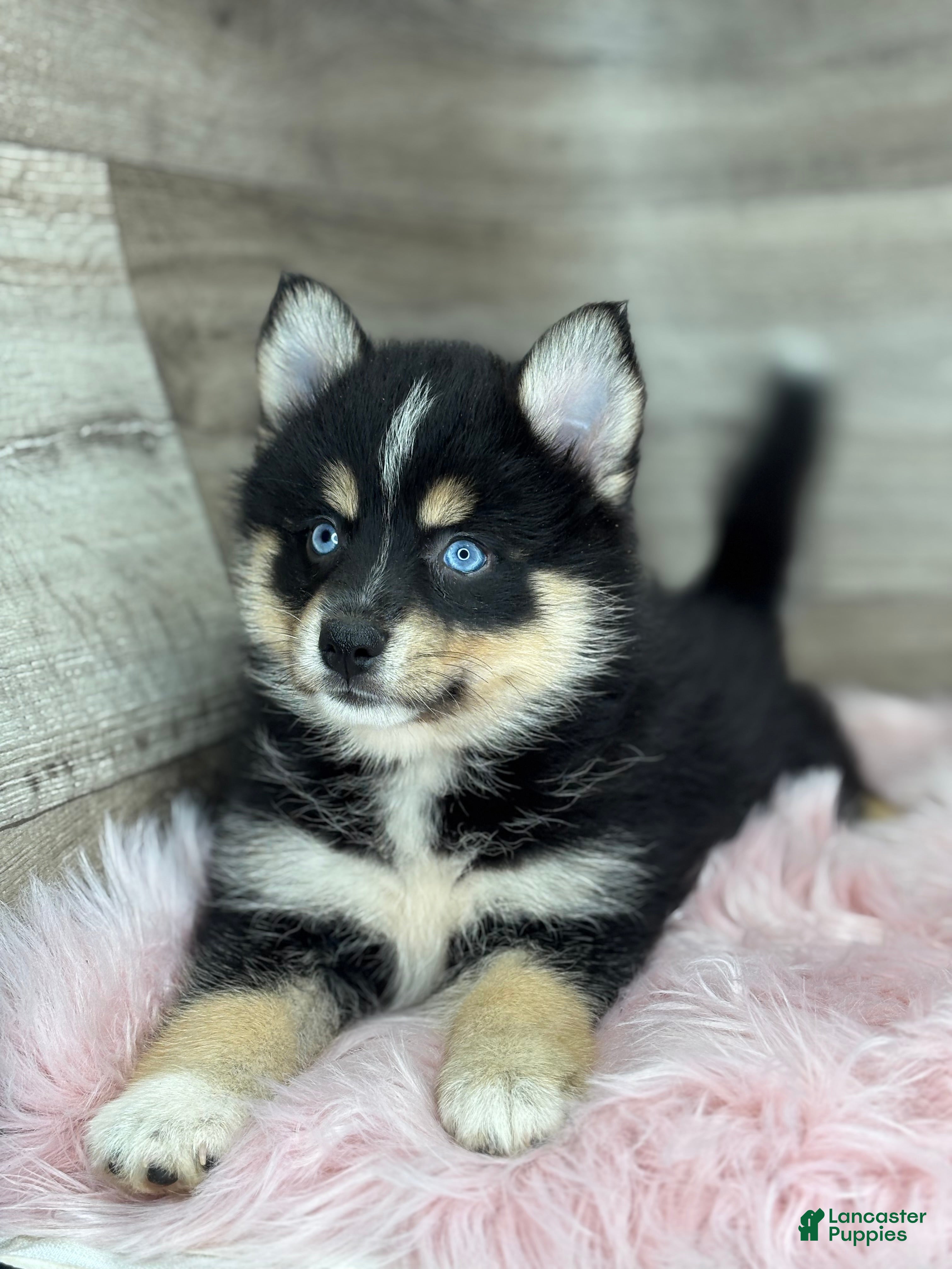 Pomsky dogs Sophia - Ad 1