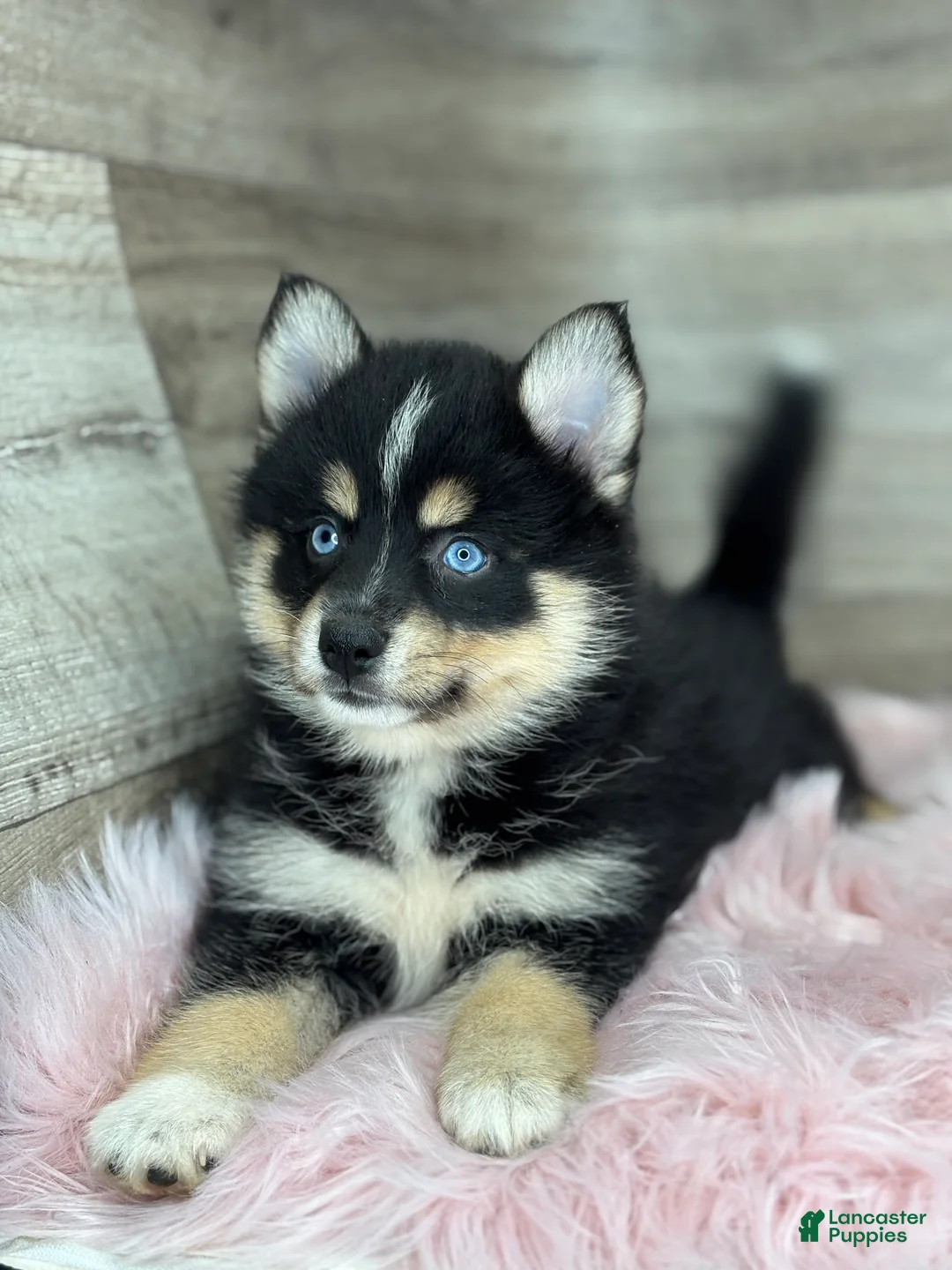 Pomsky dogs for sale: Sophia - Ad 1