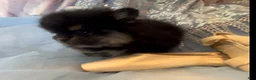 Pomeranian dogs for sale: Josephine - Ad 15