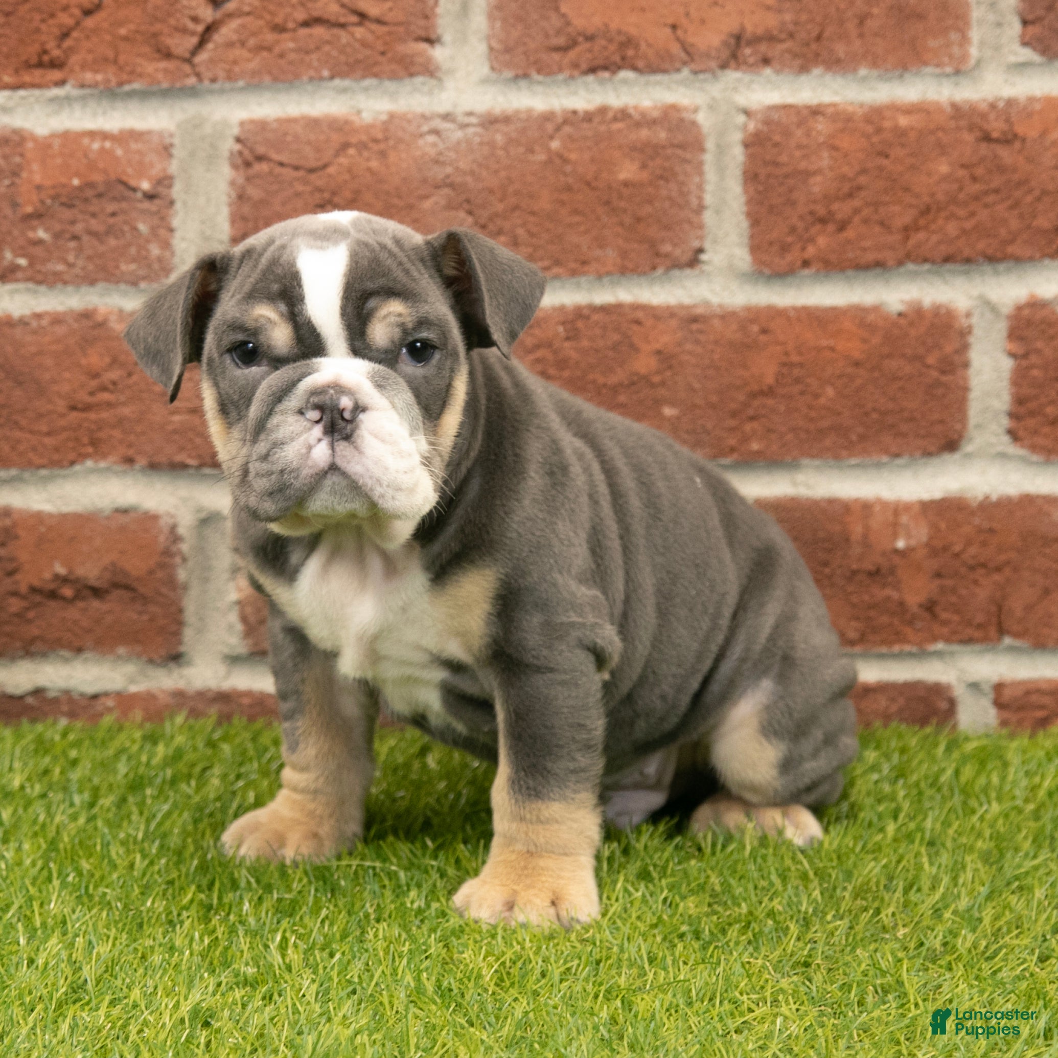 English Bulldog dogs Asher - Ad 33