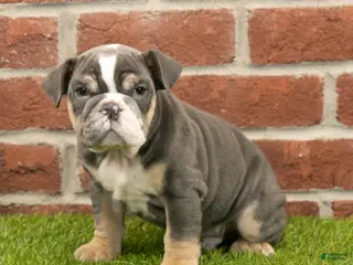 English Bulldog dogs Asher - Ad 33
