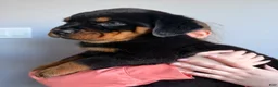 Rottweiler dogs for sale: Rottweiler Puppy 1 - Ad 2