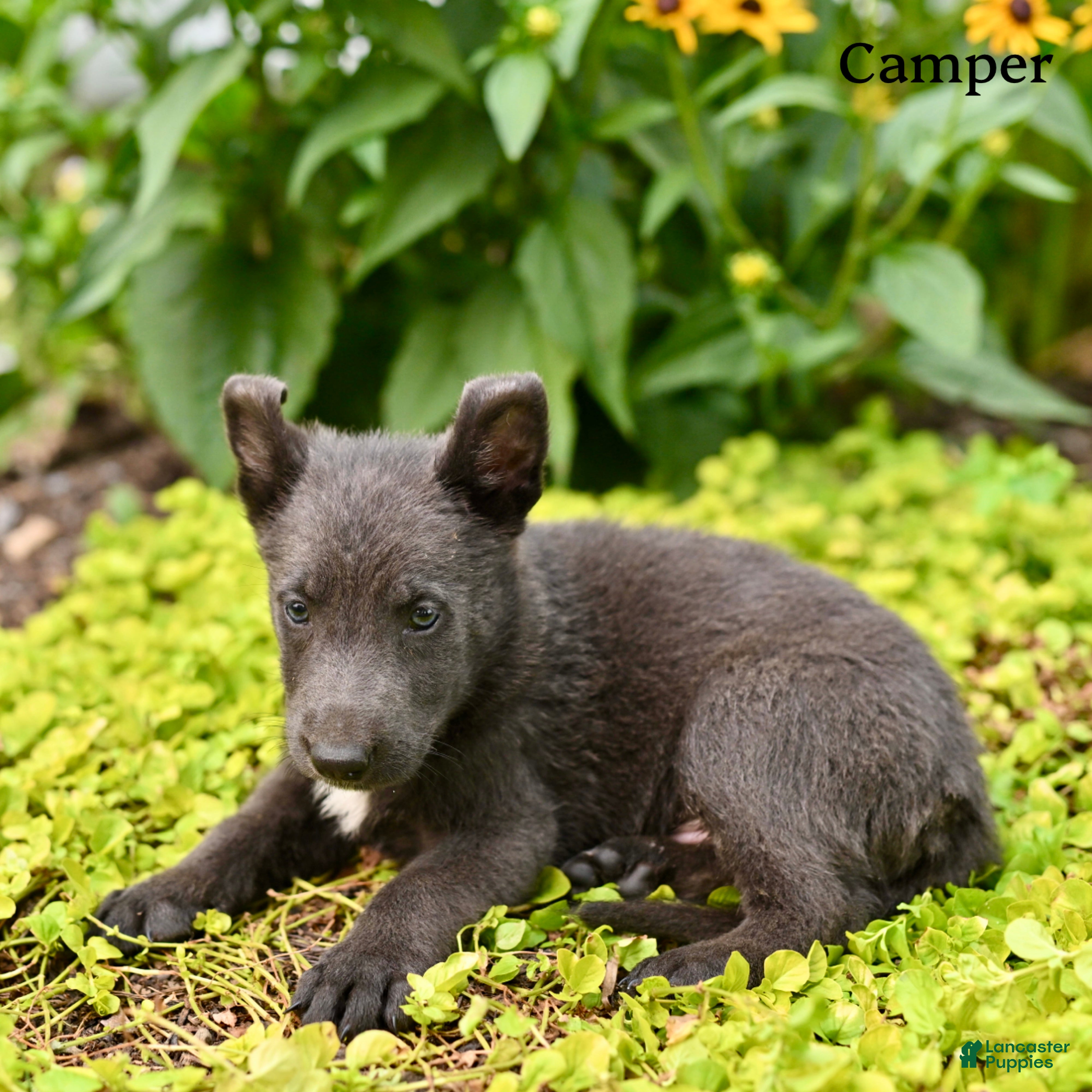 German Shepherd dogs Camper - Ad 2
