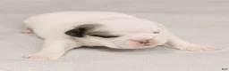 English Bulldog dogs for sale: Celeste English Bulldog  - Ad 5