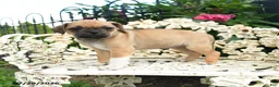 Jug dogs for sale: Patty - Ad 2