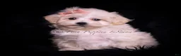 Maltipoo dogs for sale: Teeny Mimi - Ad 2