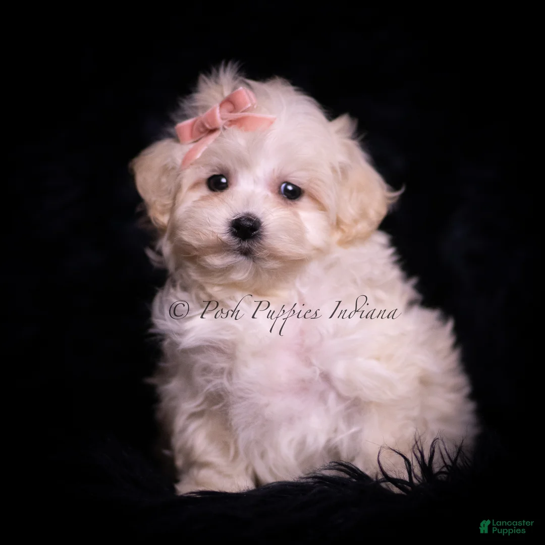 Maltipoo dogs for sale: Teeny Mimi - Ad 2