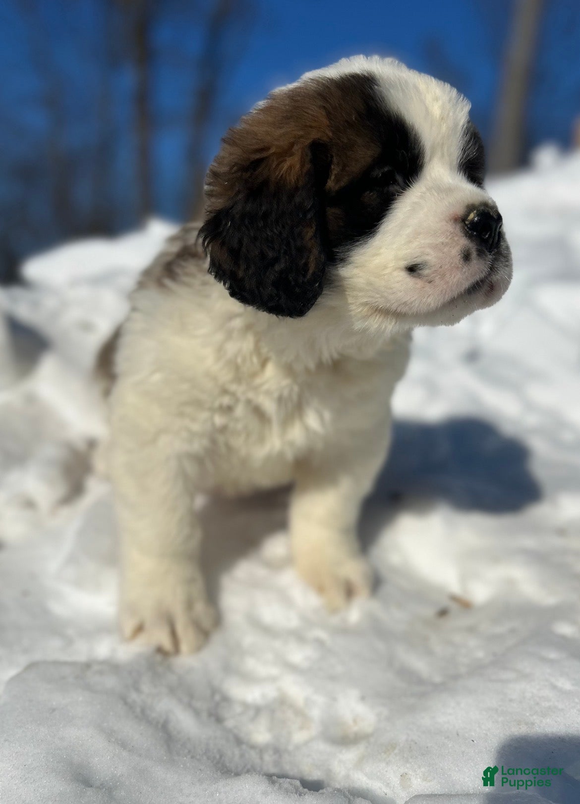 Saint Bernard dogs Bella - Ad 33