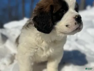 Saint Bernard dogs Bella - Ad 31