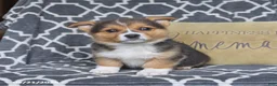 Welsh Corgi Pembroke dogs for sale: Hattie - Ad 1