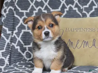 Welsh Corgi Pembroke dogs for sale: Hattie - Ad 4