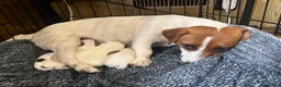 Jack Russell Terrier dogs for sale: Jack Russell Terrier 1 - Ad 5