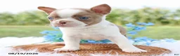 Boston Terrier dogs for sale: Randy - Ad 3