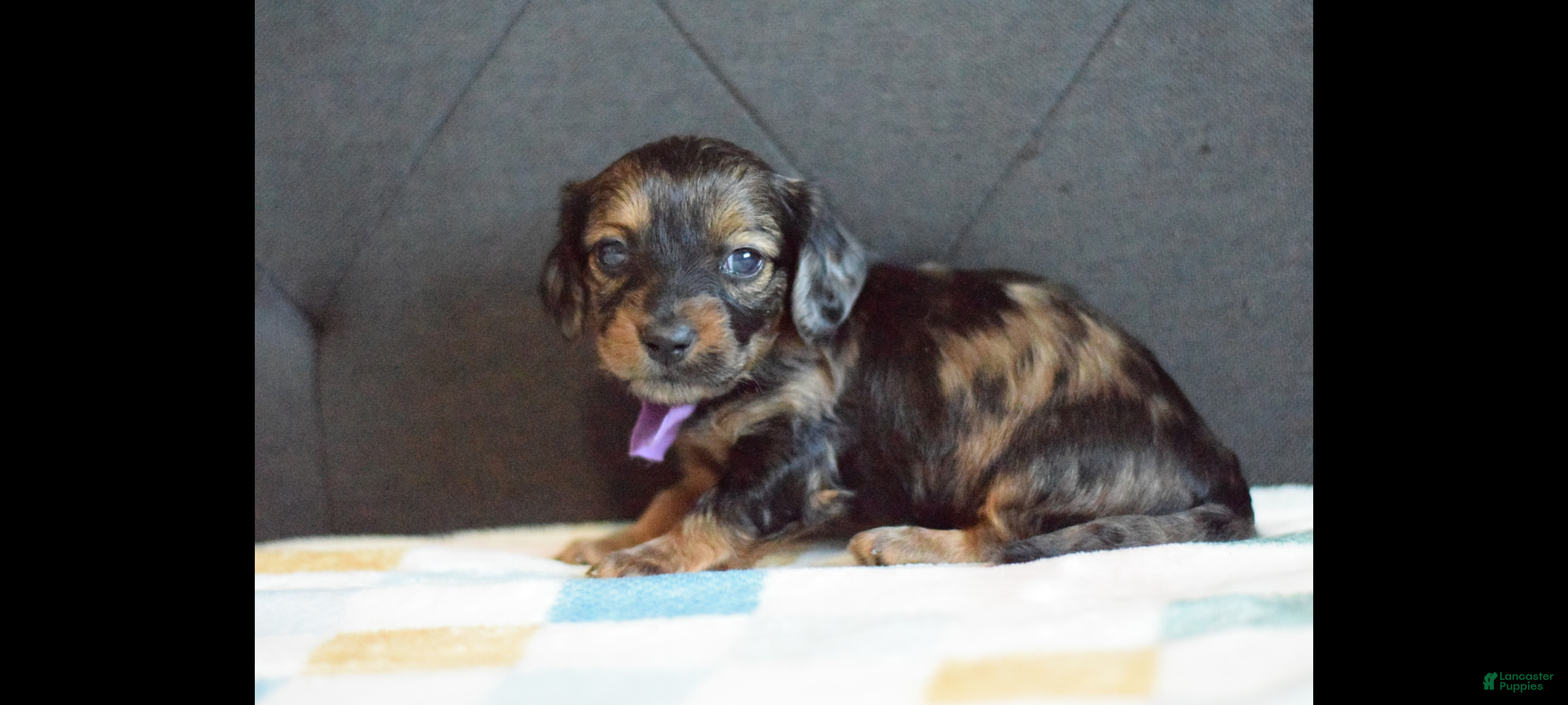 Miniature Dachshund dogs Miniature Dachshund Puppy 4 - Ad 2