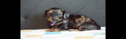 Miniature Dachshund dogs for sale: Miniature Dachshund Puppy 4 - Ad 1