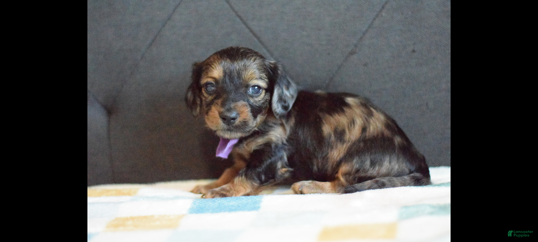 Miniature Dachshund dogs for sale: Miniature Dachshund Puppy 4 - Ad 1