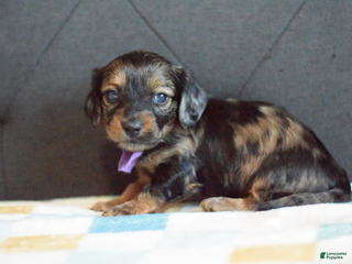 Miniature Dachshund dogs Miniature Dachshund Puppy 4 - Ad 2