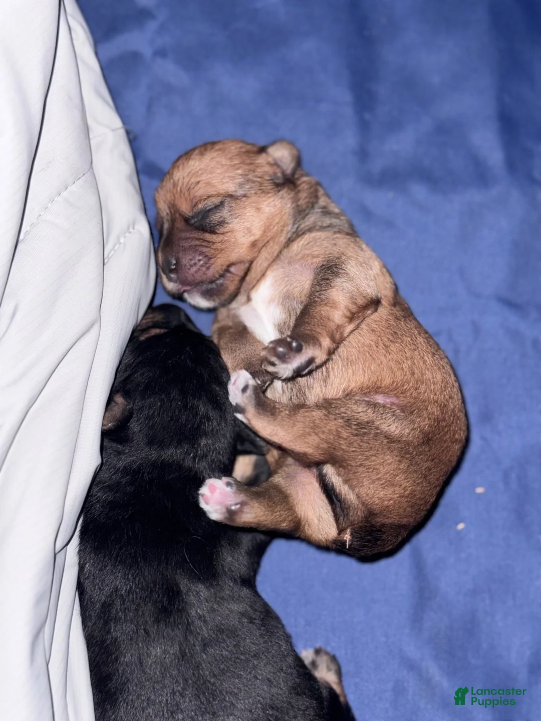 Yorkshire Terrier dogs for sale: Benny - Ad 2