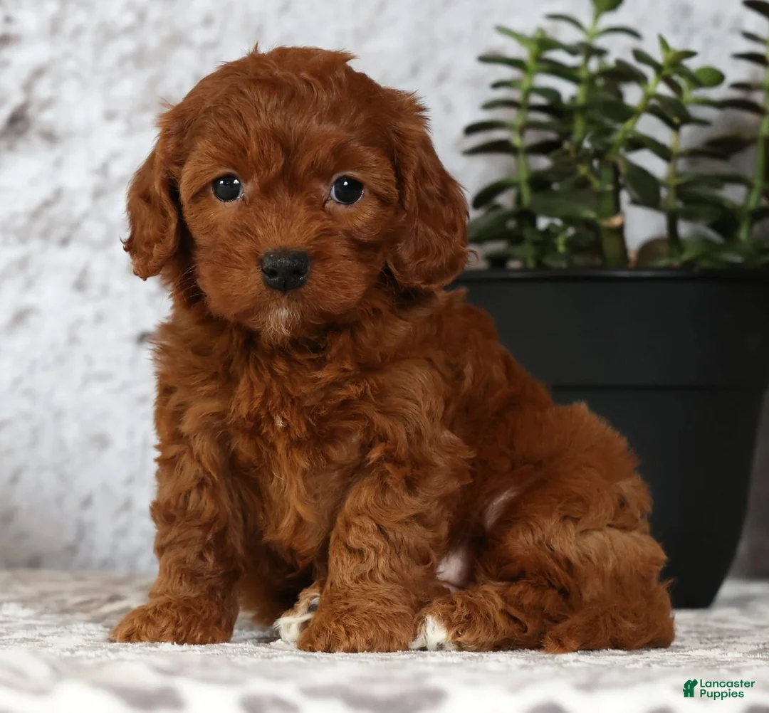 Cavapoo dogs for sale: Carla - Ad 2