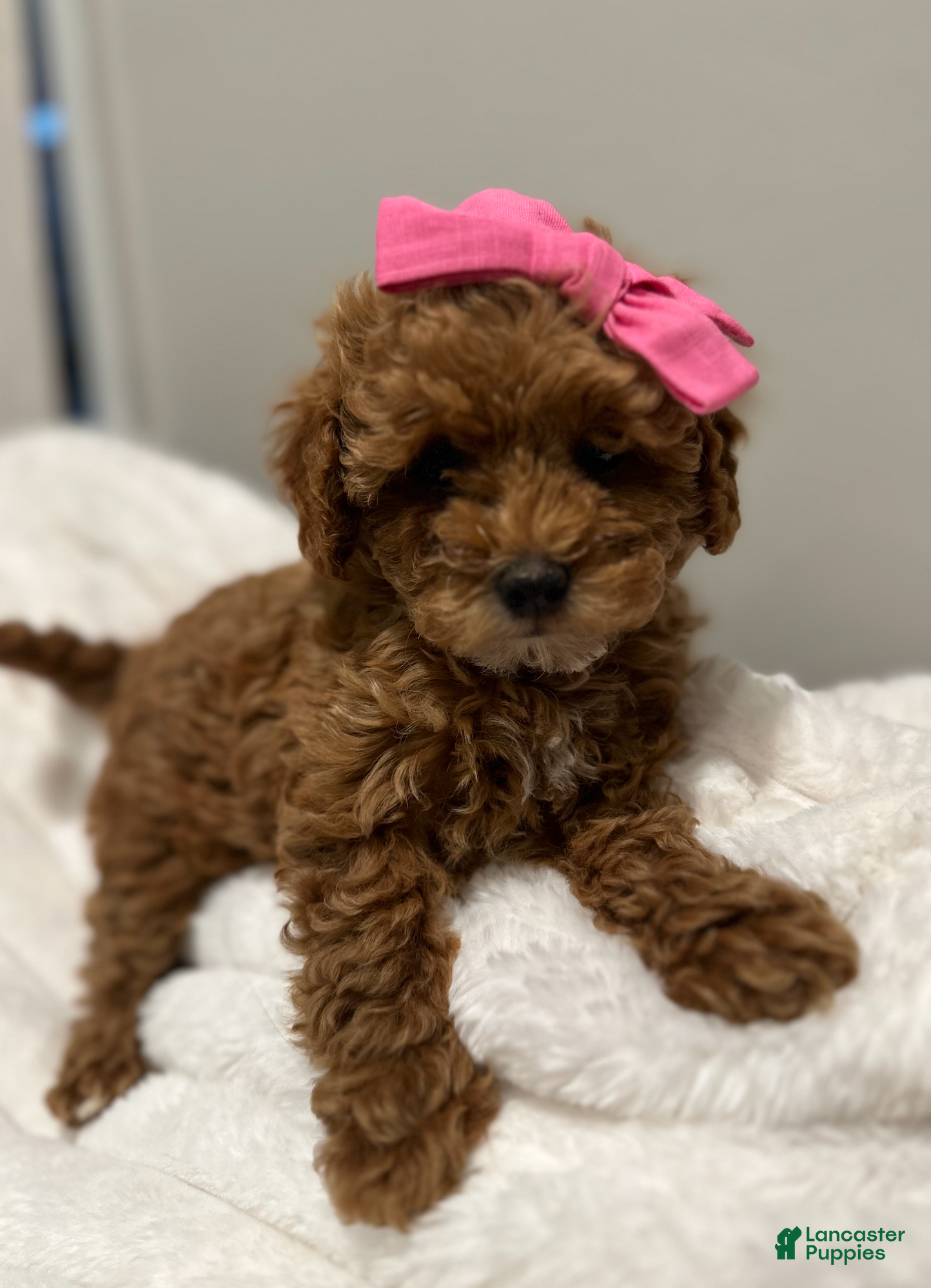 Toy Poodle dogs Tiny Teena -AKC Health Tested-POTTY TRAINED  - Ad 20