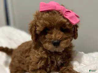 Toy Poodle dogs Tiny Teena -AKC Health Tested-POTTY TRAINED - Ad 20