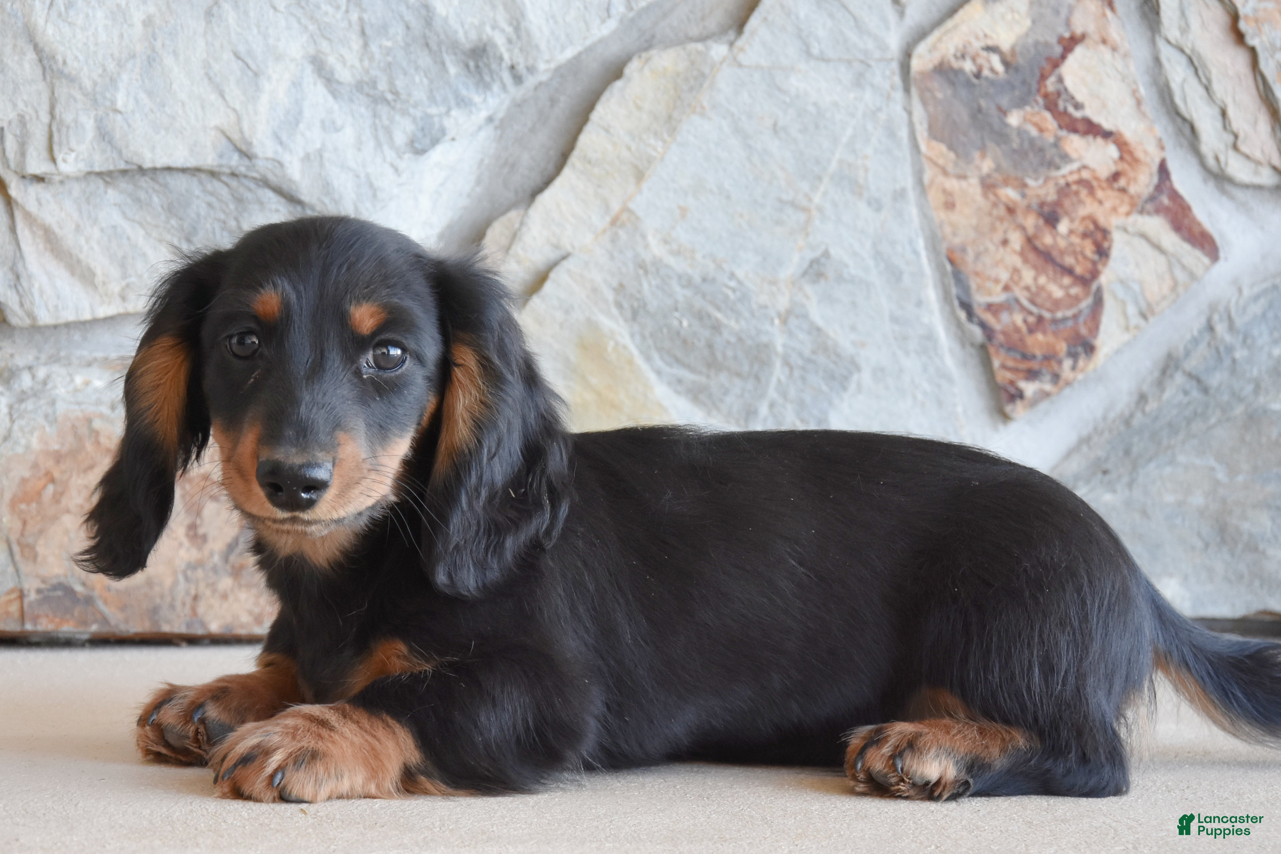 Miniature Dachshund dogs Aikey - Ad 1