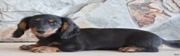 Miniature Dachshund dogs for sale: Aikey - Ad 1