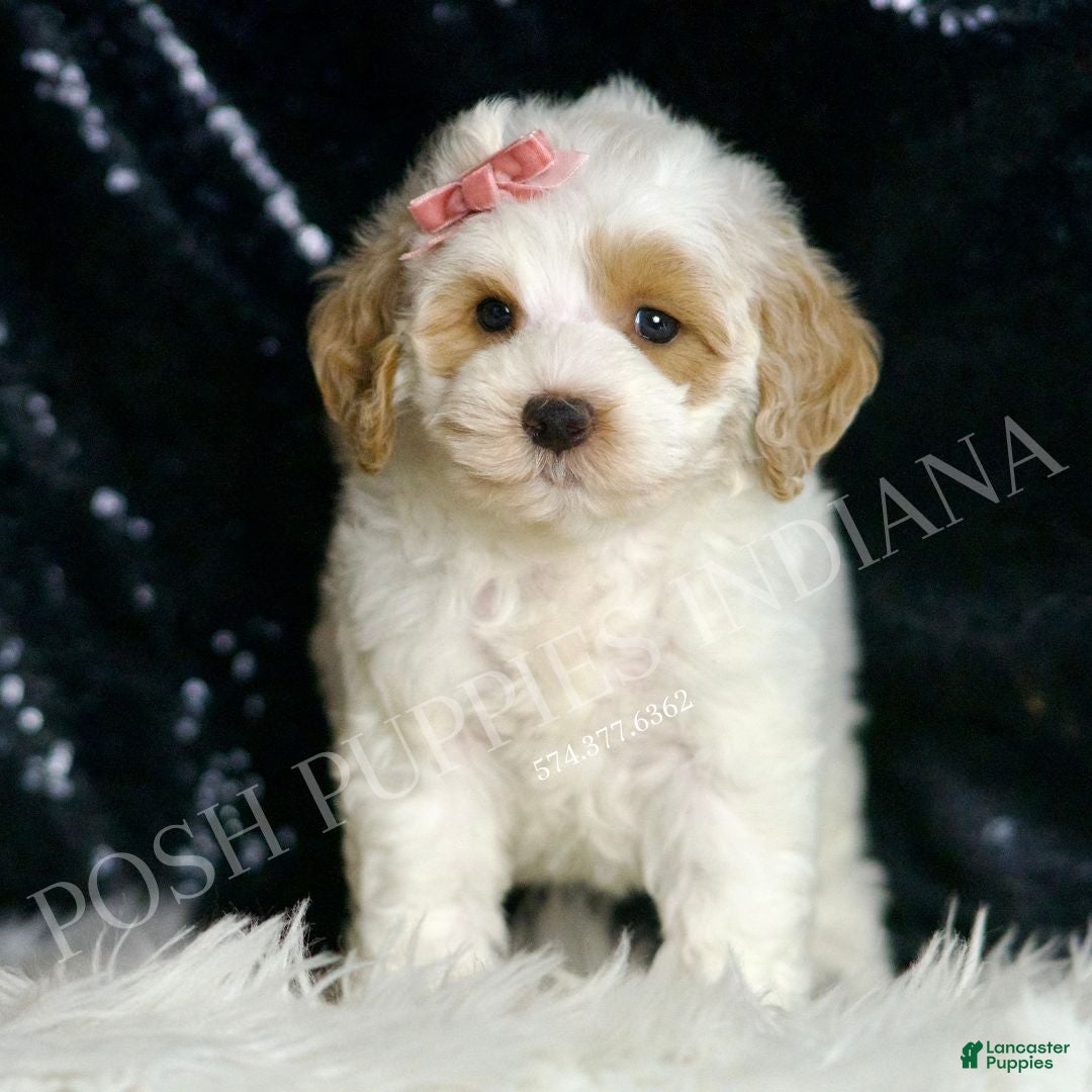 Mini Goldendoodle dogs for sale: Peaches F1BB  - Ad 5