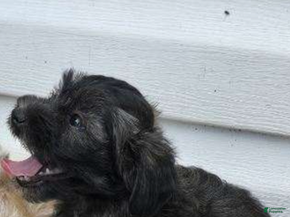 Maltipoo dogs Maltipoo Puppy 2 - Ad 42