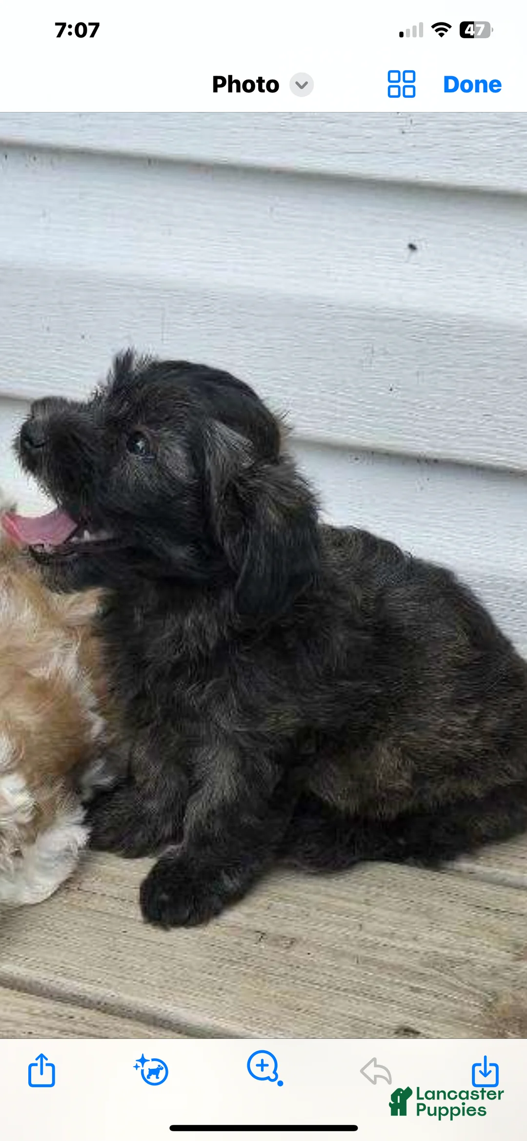 Maltipoo dogs for sale: Maltipoo Puppy 2 - Ad 1