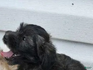 Maltipoo dogs Maltipoo Puppy 2 - Ad 36