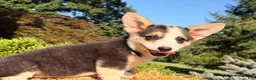 Welsh Corgi Pembroke dogs for sale: Kelsy - Ad 5