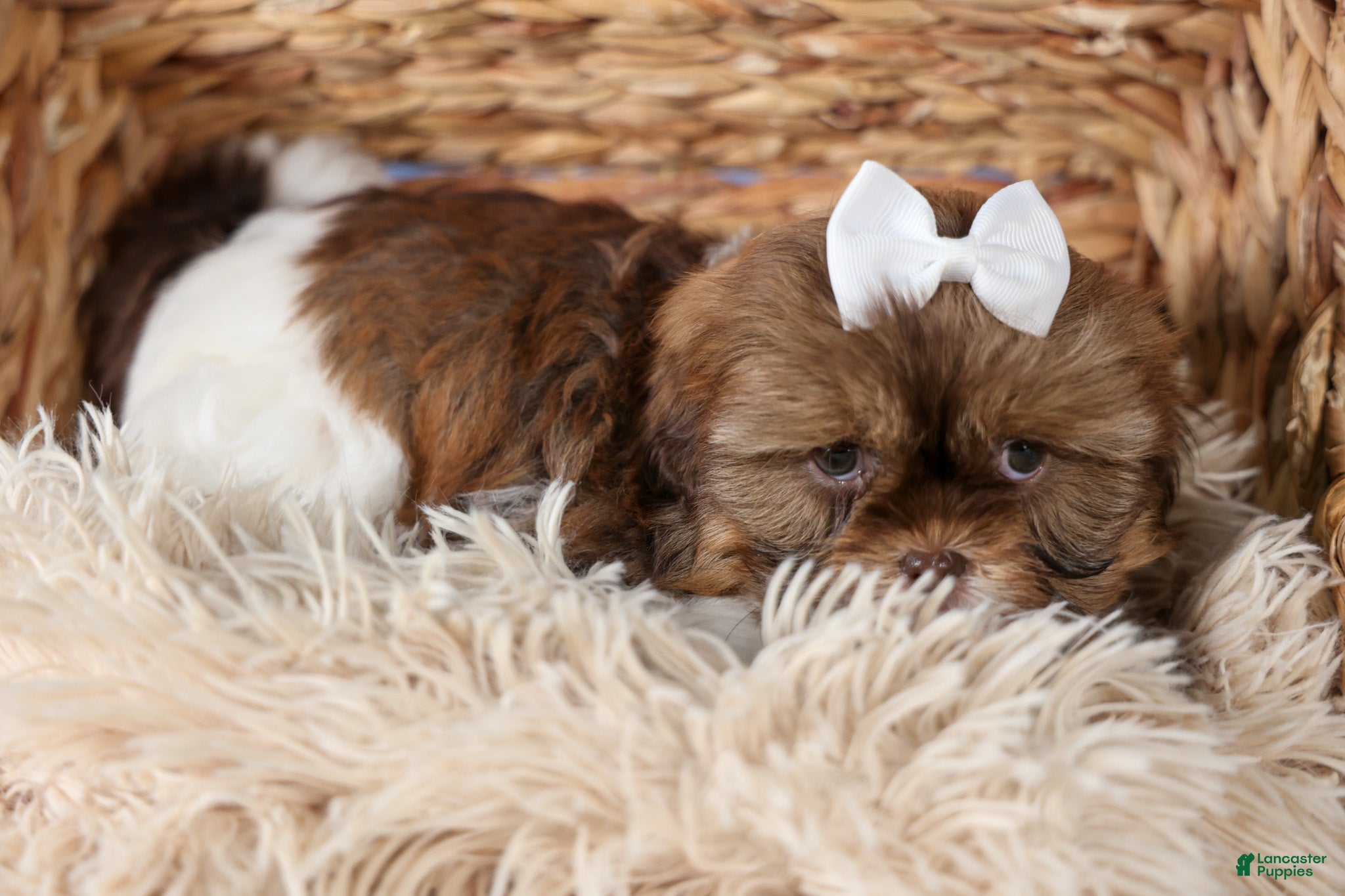 Shih Tzu dogs GABBY - Ad 2
