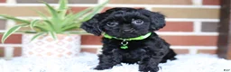 Cavapoo dogs for sale: Onyx - Ad 4