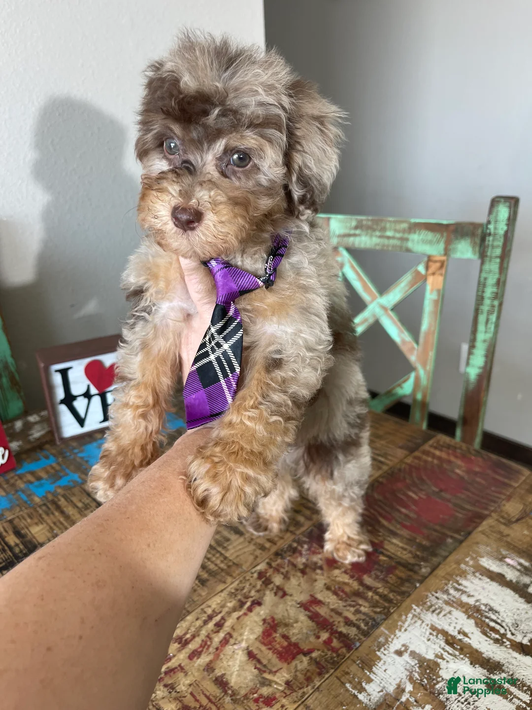 Miniature Poodle dogs for sale: Akc Clear Chocolate Merle Phantom Boy  - Ad 9
