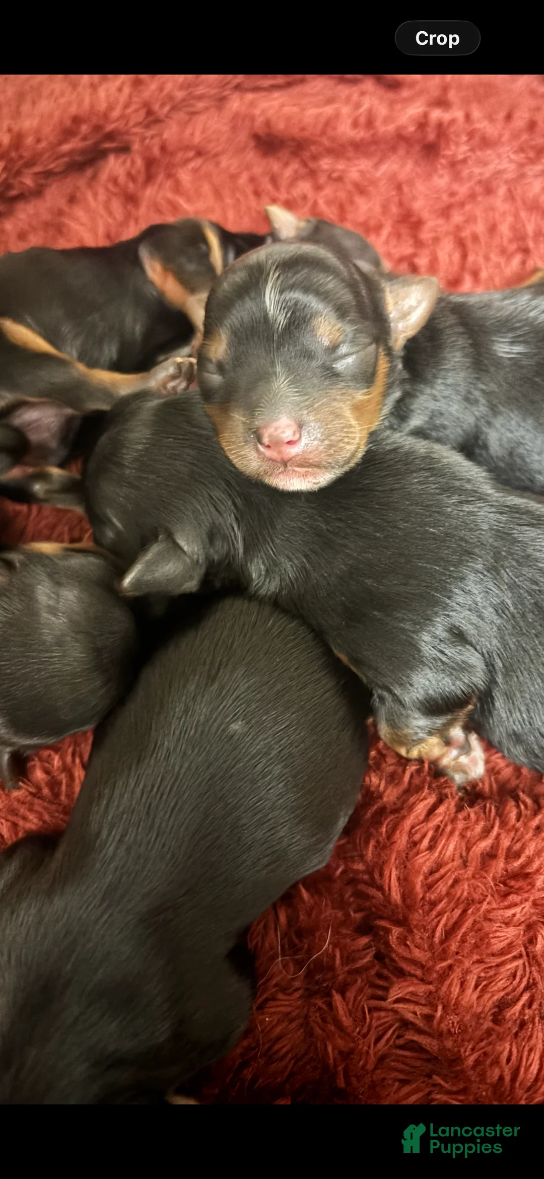 Yorkshire Terrier dogs for sale: Yorkshire Terrier 1 - Ad 1
